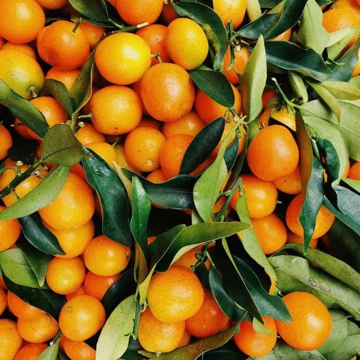 Close-up of ripe oranges clustered on a tree branch, symbolizing natural growth and sustainability.
